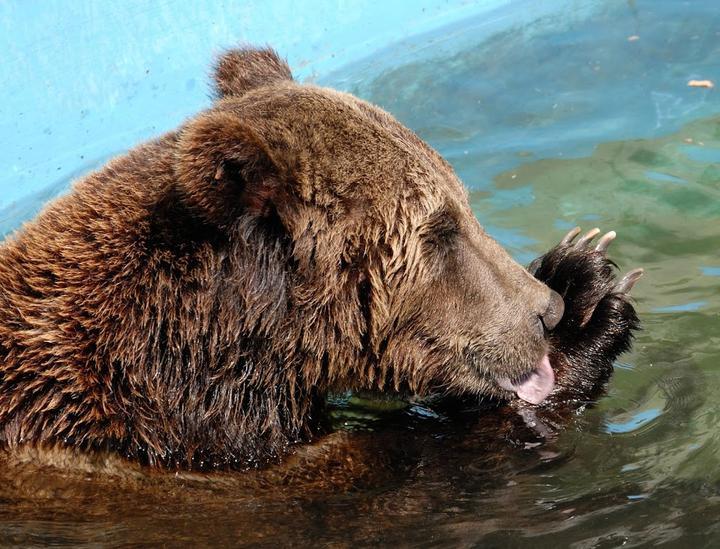 Wild- Und Freizeitpark